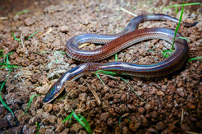 Under strong sunlight, the Hog-nosed Snake emits a beautiful, iridescent light.