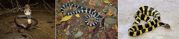 Cobra, Malayan pit viper, and bamboo pit viper - three common venomous snake species found in northern regions