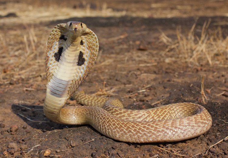 Venomous Cobra