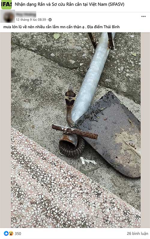 Cobra discovered in a household in Thai Binh post-flood