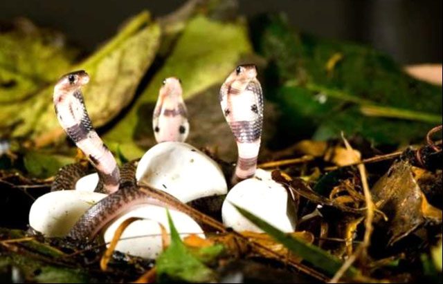 Unlike the king cobra - which lays eggs, the Vipera berus gives birth to live young.