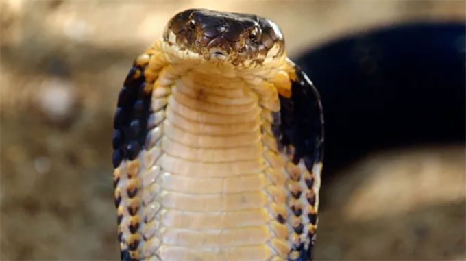 The mighty king cobra is actually a group of four species.