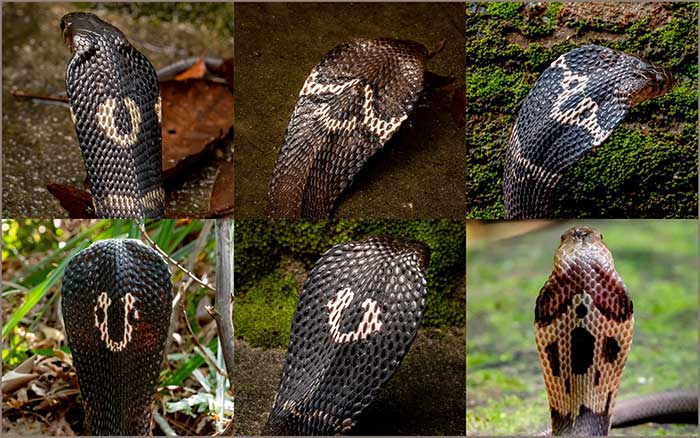 Different patterns on the back of the Chinese cobra's neck