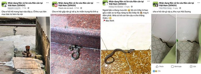 Many netizens share images of Chinese cobras they encounter in residential areas