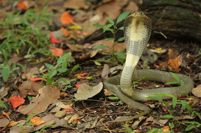 Cat Cobra