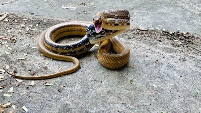 The Tiger Snake raises one-third of its body to threaten enemies.