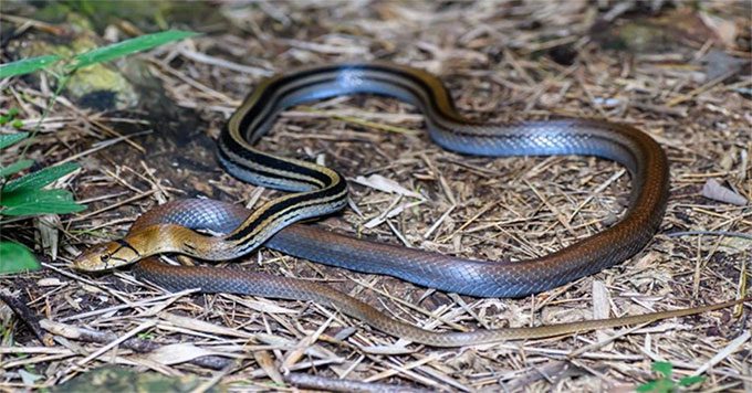 The Tiger Snake is easily recognizable due to its body patterns.