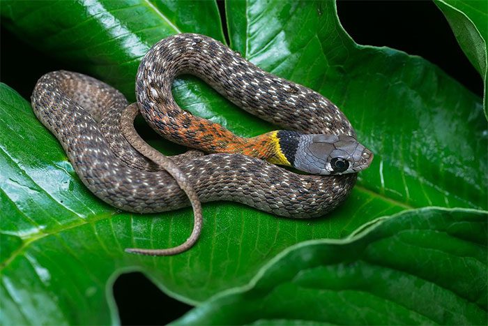 White-lipped snake, with or without a black ring on the neck.