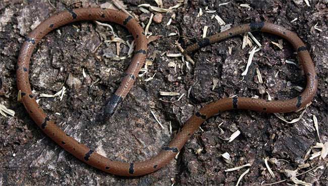 Spotted Leaf-nosed Snake