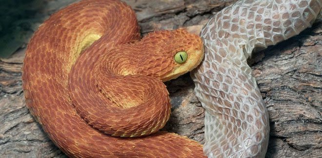 A snake shedding its skin.