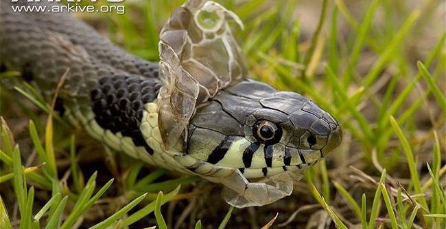 Molting also helps snakes remove parasites from their dry skin.
