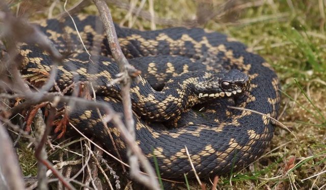 This species can survive and recover quickly in low temperatures.