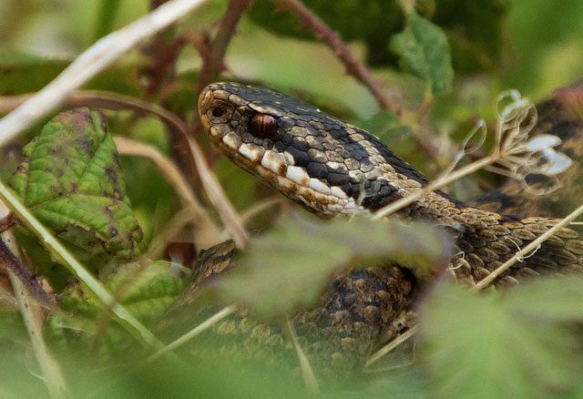 The venom of Vipera berus primarily has protein-dissolving, hemolytic properties.