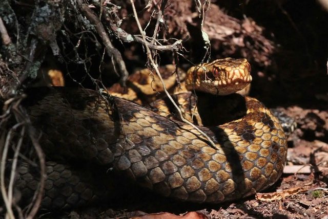 Several main predators can hunt Vipera berus.