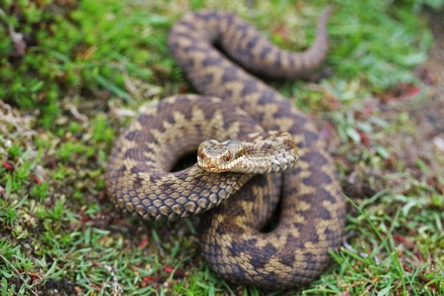 European viper, Vipera berus.