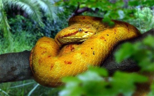 The golden lancehead viper is found only on Snake Island in Brazil.