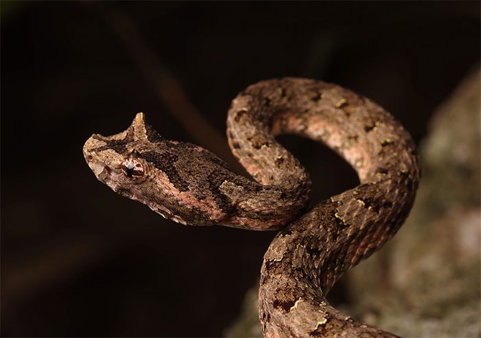 The scales above the eyes of this snake are raised, resembling a pair of horns, giving it its name