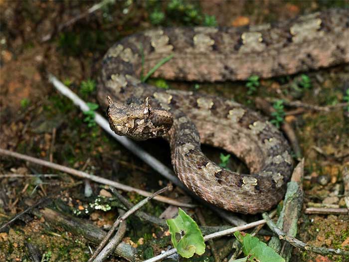 The coloration of this snake helps it camouflage well in its habitat