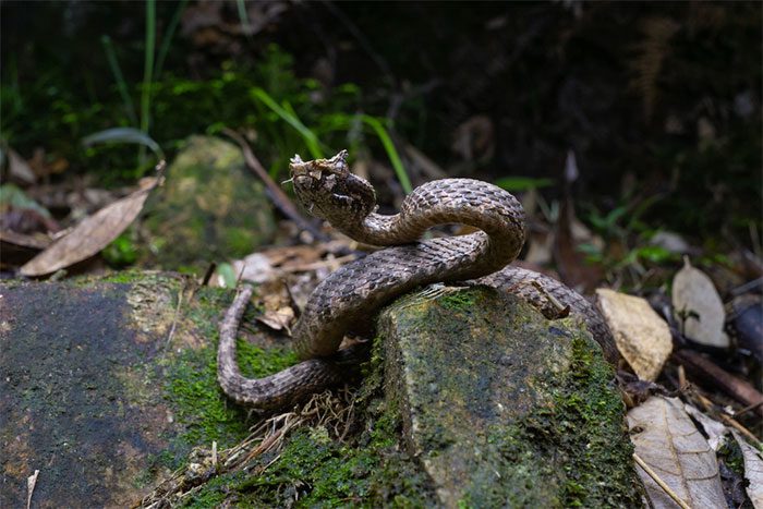 The Horned Viper is a rare species that needs conservation