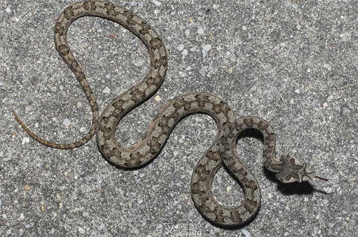 Horned Pit Viper has a clearly differentiated head and neck, with a long and slender body