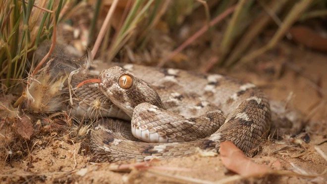 Saw-scaled Viper