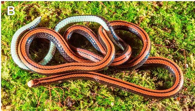 Nguyen Van Sang Water Snake