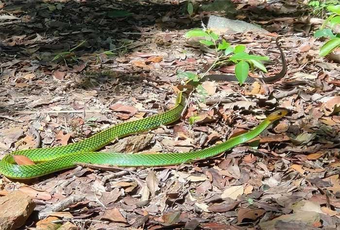 Image of a Bach Ma rat snake