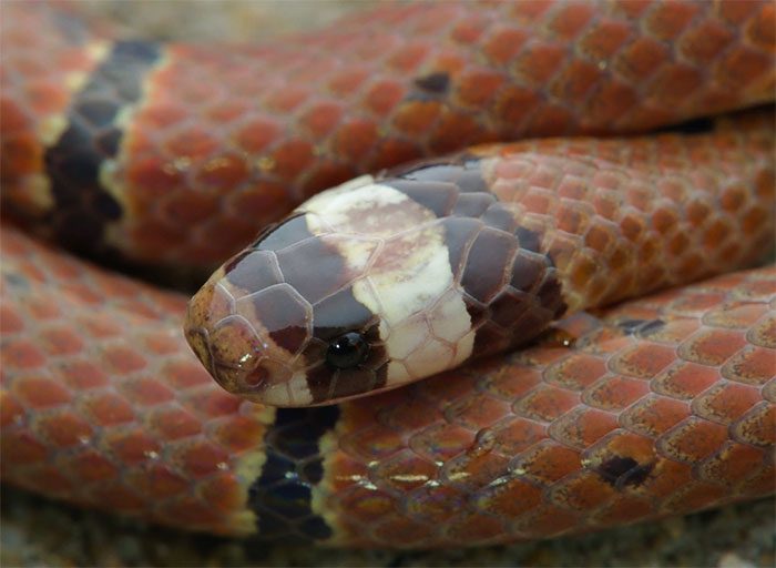 A Silver-Headed Coral Snake with black spots on its body instead of black stripes.