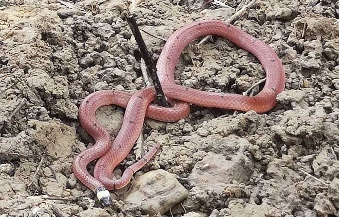 Close-up of the white head of a Gunther's Coral Snake