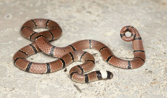 The Silver-Headed Coral Snake coils its tail to deceive predators