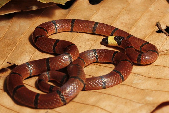 The Silver-Headed Coral Snake is distinguished by its dark red body and distinctive white head.