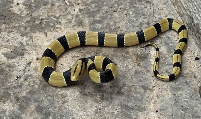 Juvenile Red Spotted Snake with Black and Yellow Colors