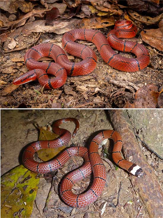 Adult Red Spotted Snake can be confused with the highly venomous Silver-Headed Coral Snake