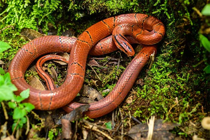 The Red Spotted Snake is colorful, gentle, and harmless