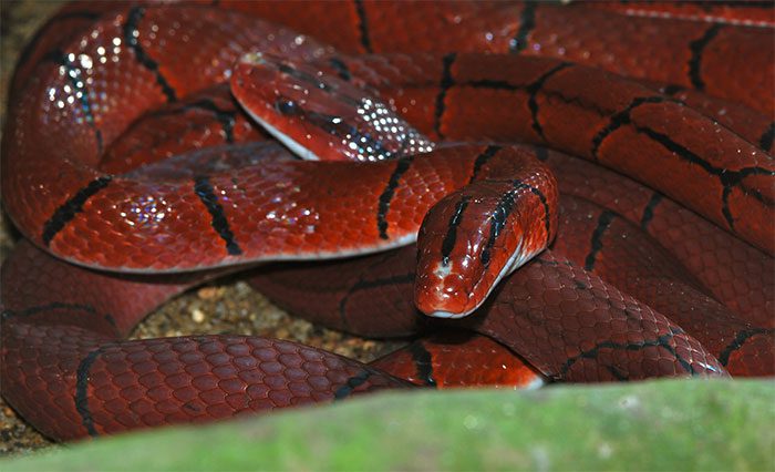 Red Spotted Snake