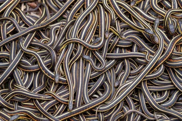 In spring, garter snakes leave their dens to search for mates.