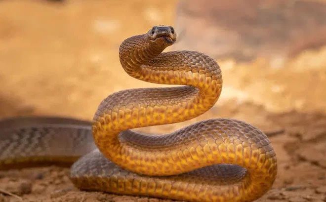 Inland Taipan - The most venomous snake in Australia.