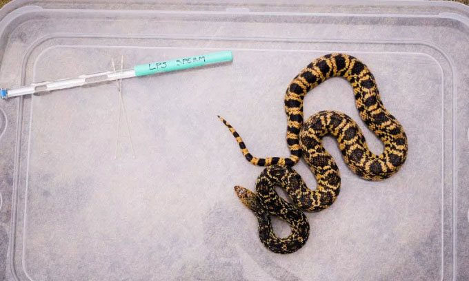 Louisiana Pine Snake artificially inseminated with frozen sperm.