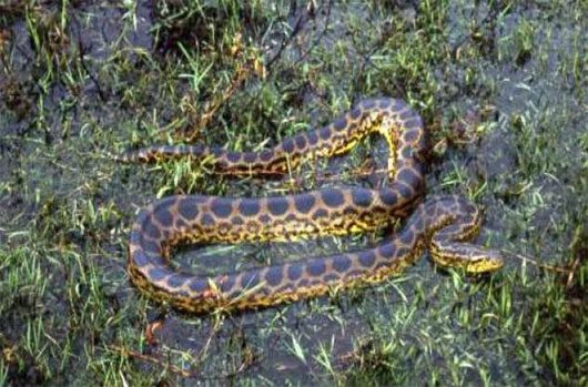 10 aquatic monsters of the Amazon River