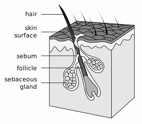 Demodex - The Mite that Parasites on... Human Skin