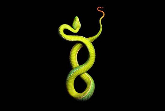 The Vogel’s Pitviper (Viridovipera vogeli) is a venomous snake.