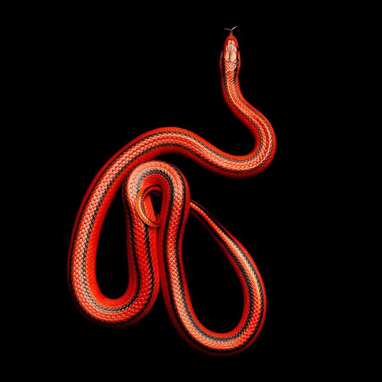 A Red Bamboo Snake in Thailand (Elaphe porphyracea coxi) belongs to the Ratsnake genus and is commonly found in Southeast Asia.