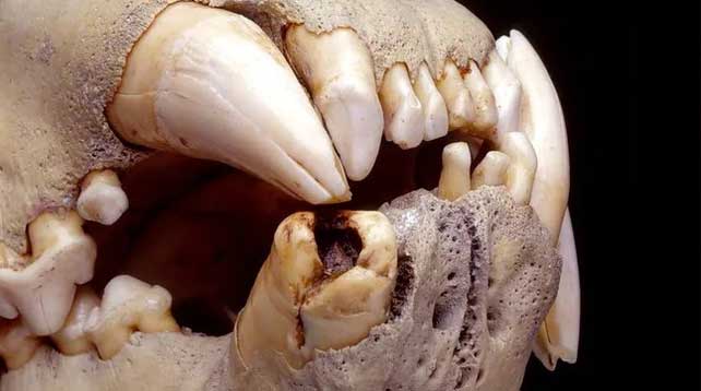 The teeth of the lions were damaged throughout their lives.