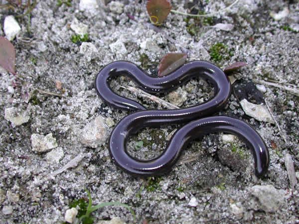 Blind snakes have a very similar appearance to common earthworms.