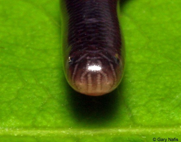 Close-up of the head of a blind snake.