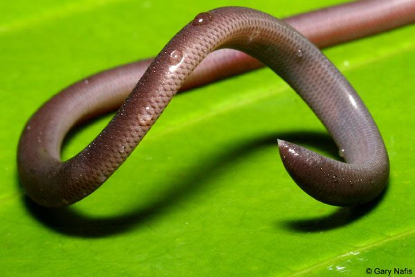 Unlike the round head of an earthworm, the tail of a blind snake is quite pointed.