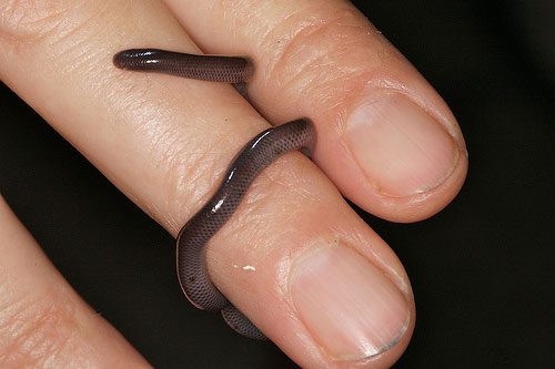 Compared to ordinary snakes, it is indeed a 'miniature' snake.