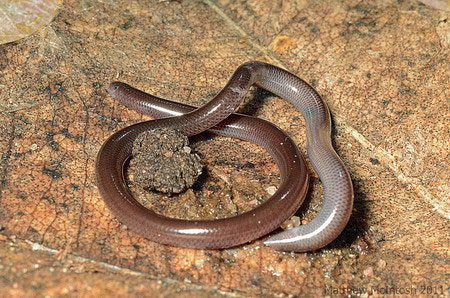 An adult blind snake measures approximately 20 cm long, smaller than a large earthworm.