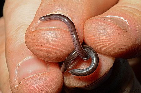 Despite being widely distributed in Vietnam, blind snakes remain quite rare.