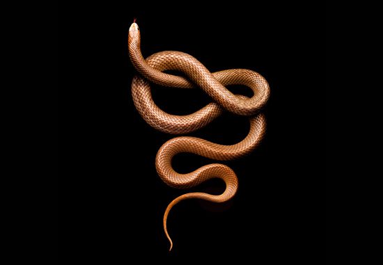 The Eastern Brown Snake (Pseudonaja textilis) originates from Australia, Papua New Guinea, and Indonesia, and is a second species of terrestrial venomous snake.